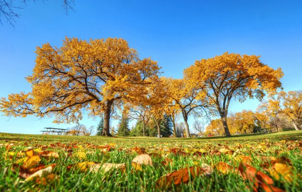 Picture autumn, the sky, grass, trees, Park, table, bench