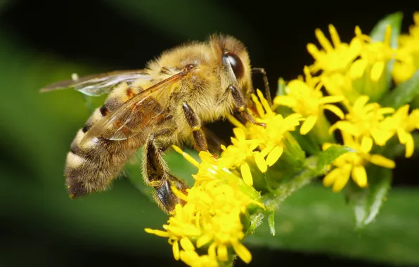 Picture macro, flowers, bee, pollen