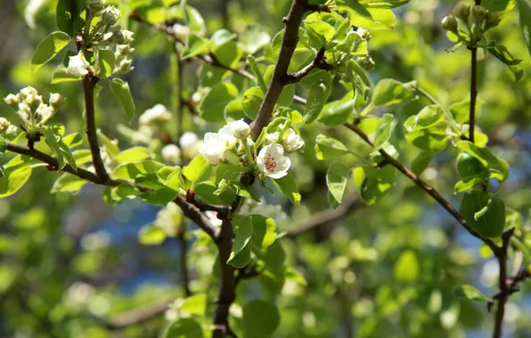 Picture flowers, spring, Apple