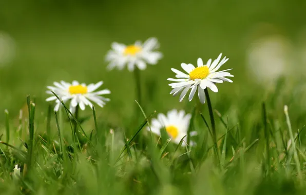 Picture grass, petals, blur, white, Daisy
