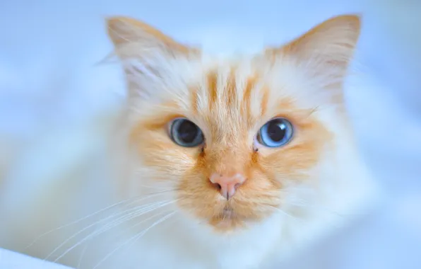 Picture cat, cat, look, muzzle, blue eyes