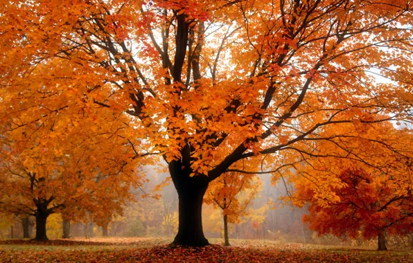 Picture autumn, landscape, tree