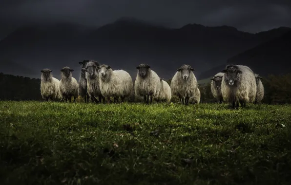 Picture night, nature, sheep