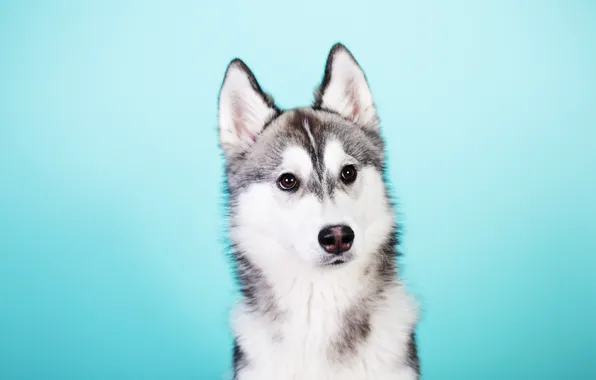 Picture Dog, Look, Husky