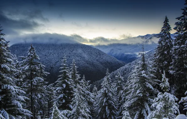 Picture winter, forest, clouds, snow, mountains, nature, panorama, Olympic National Park