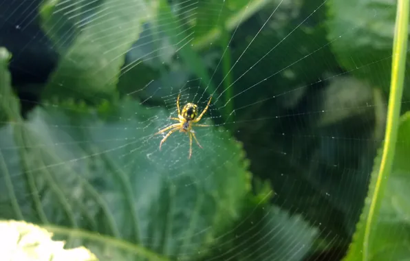 Picture greens, summer, web, Spider, hunter