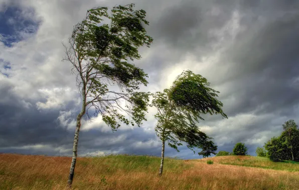 Picture field, the sky, trees, clouds, the wind