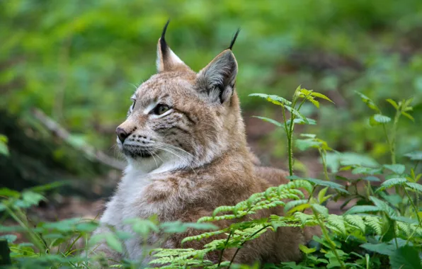 Picture cat, grass, face, profile, lynx