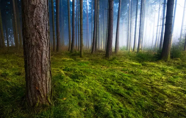 Picture grass, trees, nature, fog, trunks, moss, morning, Forest