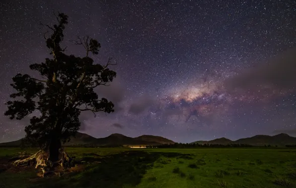 Picture stars, landscape, tree, the milky way