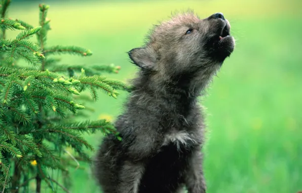 Picture wolf, puppy, cub, the cub