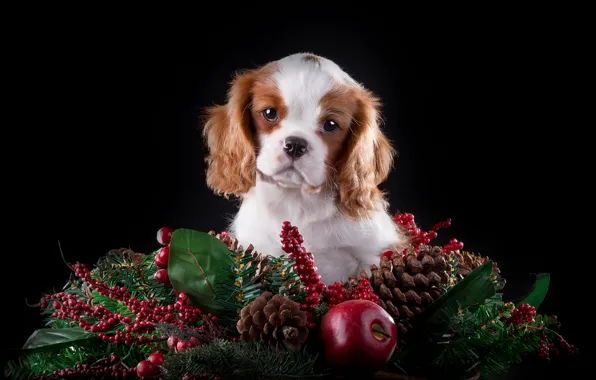 Picture Apple, spruce, cute, puppy, bumps, breed, The cavalier king Charles Spaniel
