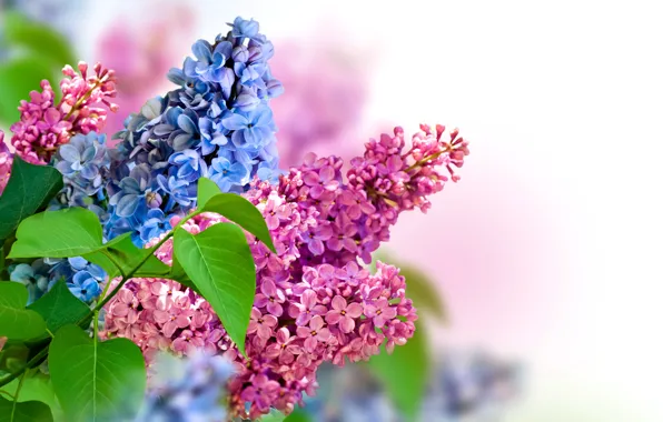 Picture nature, spring, lilac, inflorescence