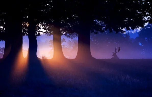 Picture forest, sunset, nature, deer