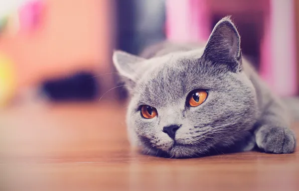 Picture face, macro, grey, cute, floor, lies, yellow eyes, British cat