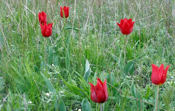 Picture field, grass, flowers, plants, petals, tulips, red, steppe, streble