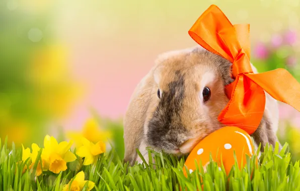 Picture grass, flowers, nature, holiday, egg, spring, rabbit, Easter, bow, daffodils, bokeh, Easter