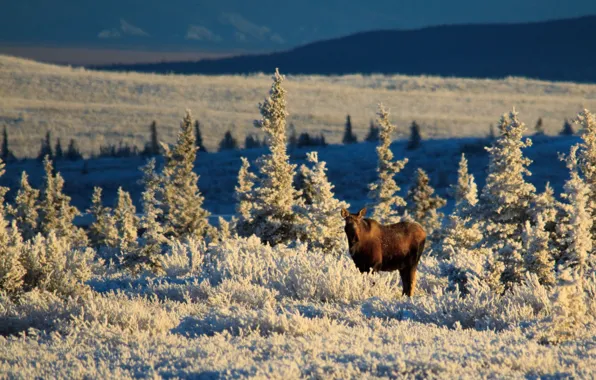 Picture Alaska, winter, sunlight, meadow, wildlife, moose, United Staes