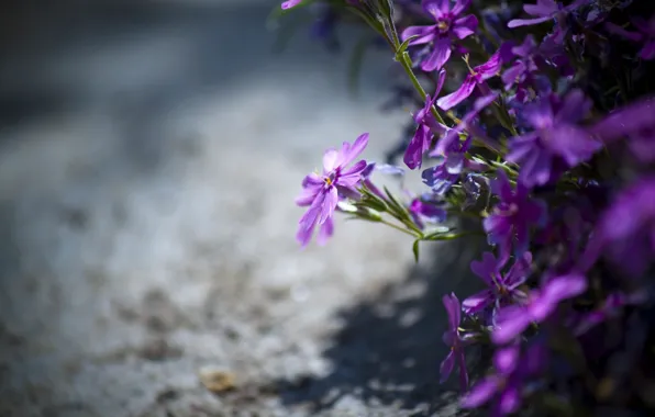 Picture purple, flowers, nature, beauty, flower, nature, beauty, purple