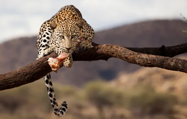 Picture leopard, Namibia, wildlife