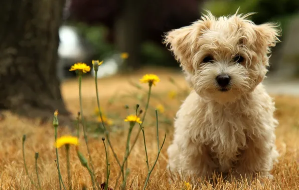 Picture puppy, dandelions, lapdog