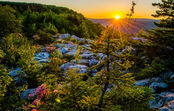 Picture sunset, plateau, West Virginia, West Virginia, Allegheny Mountains, National reserve Monongahela, Monongahela National Forest, Eleganckie …