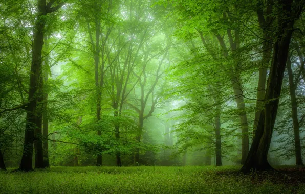 Picture greens, forest, grass, trees, fog, foliage