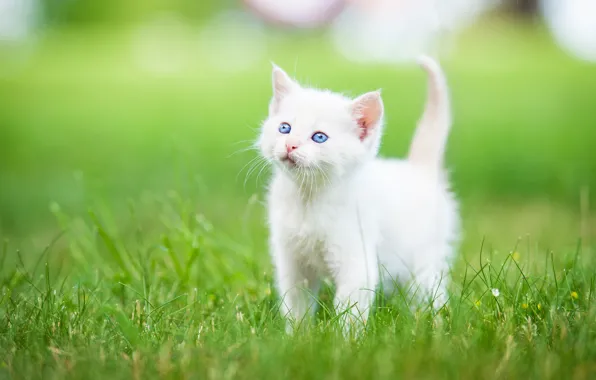 Picture grass, baby, kitty, blue eyes, white kitten