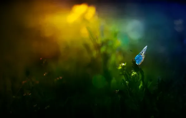 Picture grass, flowers, glare, butterfly
