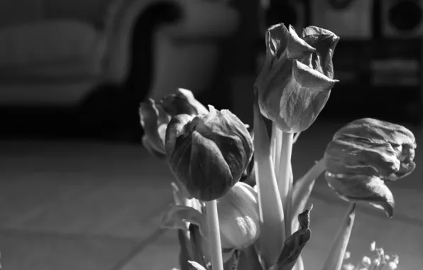 Picture flowers, black and white, tulips, faded