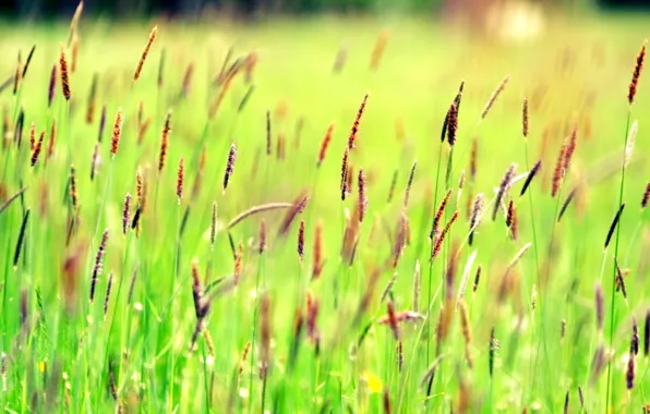 Picture field, grass, plant, meadow