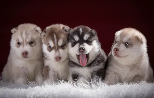 Picture puppies, kids, husky, Quartet