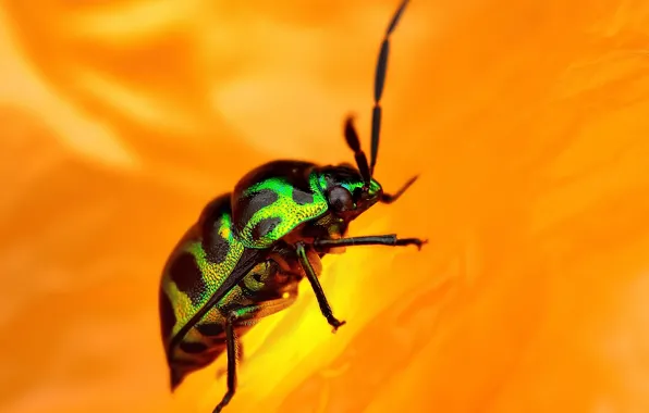 Picture flower, orange, legs, beetle, color, antennae
