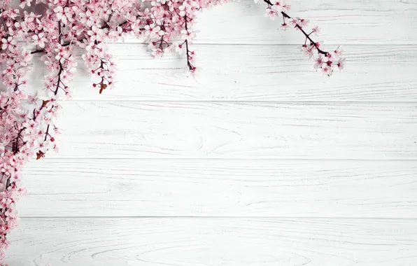 Picture Flowers, Sakura, Template, Flowering Trees