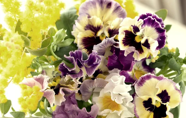 Picture flowers, petals, Pansy, viola