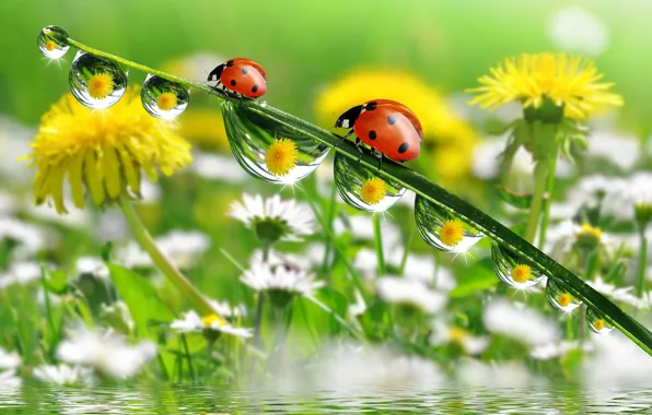 Picture water, macro, reflection, chamomile, ladybugs, a blade of grass, flowers dandelions