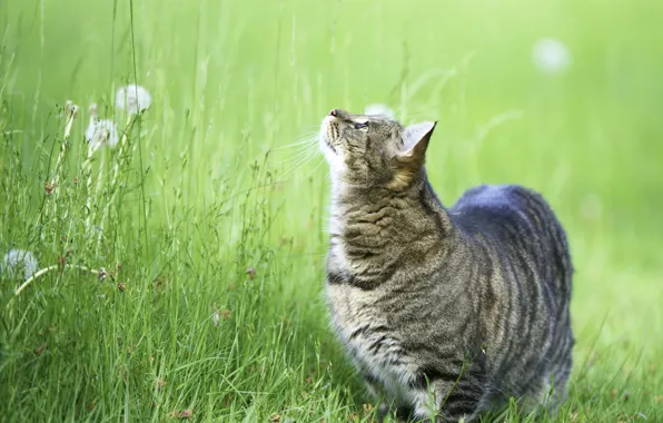 Picture cat, grass, cat, up, Koshak, looks, Kote