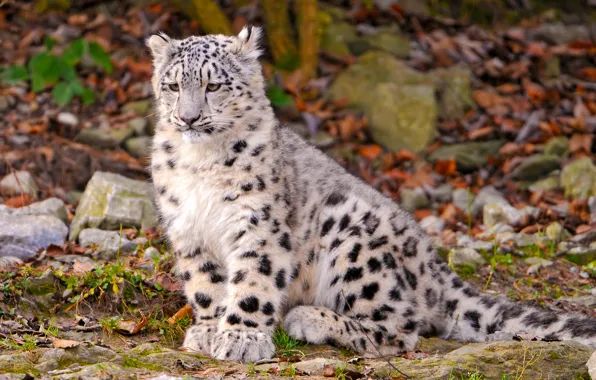 Picture snow leopard, kitty, sitting, looks, brooding