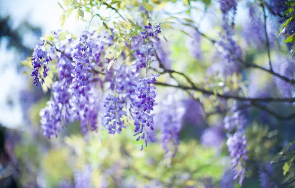 Picture light, flowers, nature, tree, branch, spring, inflorescence, lilac, bokeh, Wisteria
