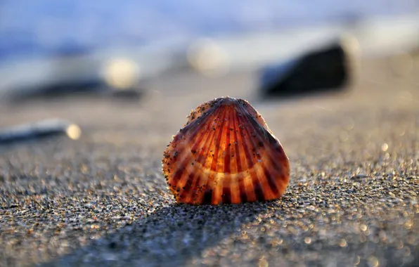 Picture sand, sea, shore, shell