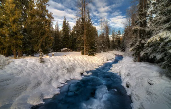 Picture winter, forest, snow, nature, river