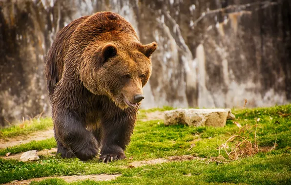 Picture nature, background, bear