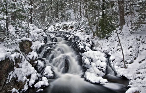 Picture winter, forest, nature, river