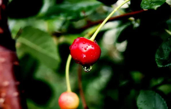 Picture drops, cherry, red, water, cherry