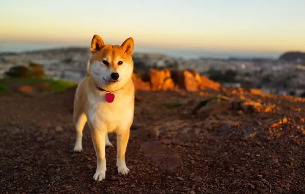 Picture sunset, background, dog
