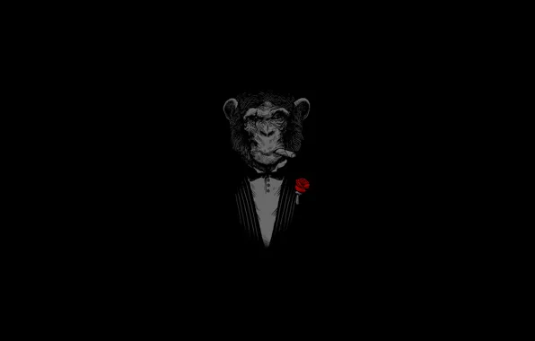Picture face, background, rose, monkey, cigar, monkey