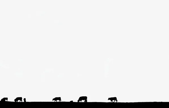Picture background, cows, silhouettes