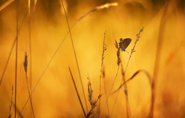 Picture macro, background, butterfly, spikelets, grass