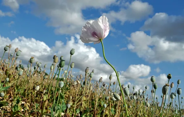 Picture field, flower, the sky, clouds, Mac, meadow