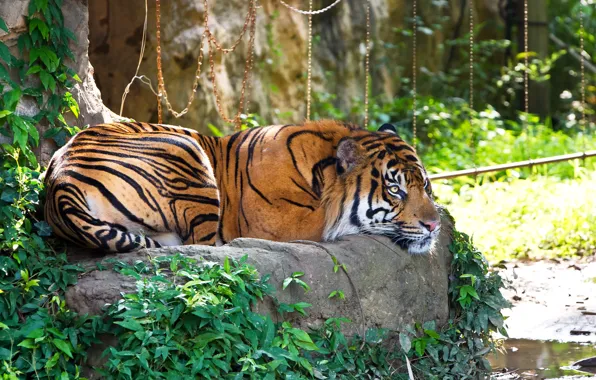 Picture cat, grass, tiger, stay, stone, Sumatran